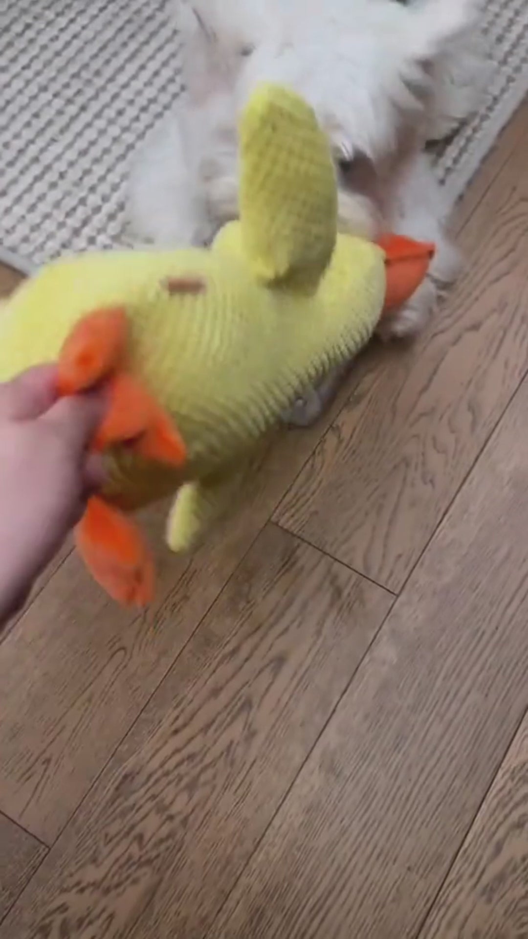 Carregar vídeo: Mais que um brinquedo, o Pato Amigo é um cuidado para o bem-estar do seu cão. 🐶Enquanto diverte com o som realista de grasnido, ele estimula os instintos naturais, alivia o estresse e reduz a ansiedade. Resultado: um pet mais ativo, equilibrado e feliz!